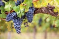 https://vineyards.regionaldirectory.us/grapes vineyard 120.jpg