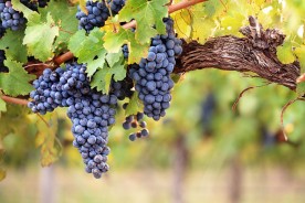 bunches of grapes in a vineyard